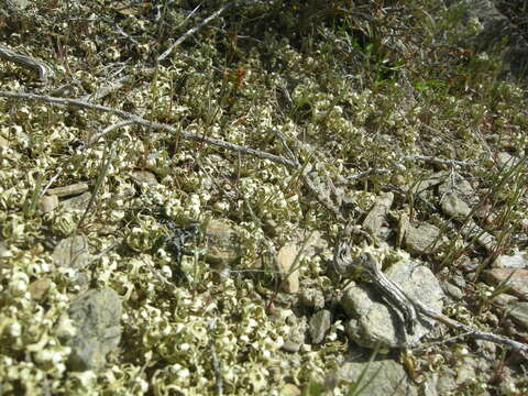 Imagem de Xanthoparmelia semiviridis (F. Muell. ex Nyl.) O. Blanco, A. Crespo, Elix, D. Hawksw. & Lumbsch