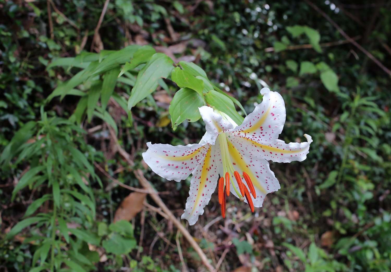 Image of Asiatic Lily