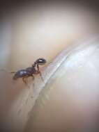 Image of Ant