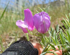 Lathyrus brachycalyx Rydb.的圖片