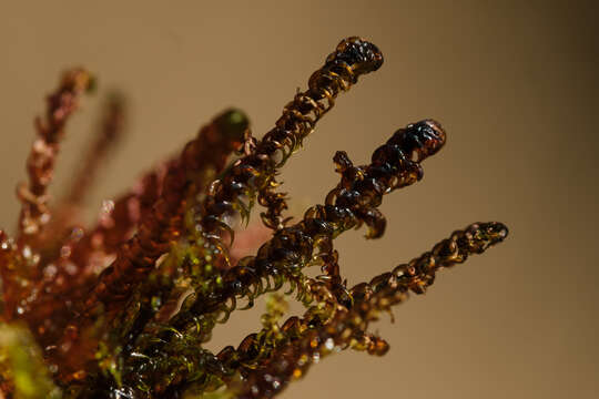 Image of Scorpidium cossonii Hedenäs 1989