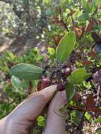 Sivun Arctostaphylos manzanita subsp. laevigata (Eastw.) Munz kuva