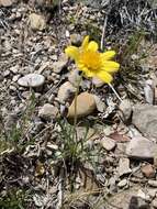 Image de Thelesperma subnudum A. Gray