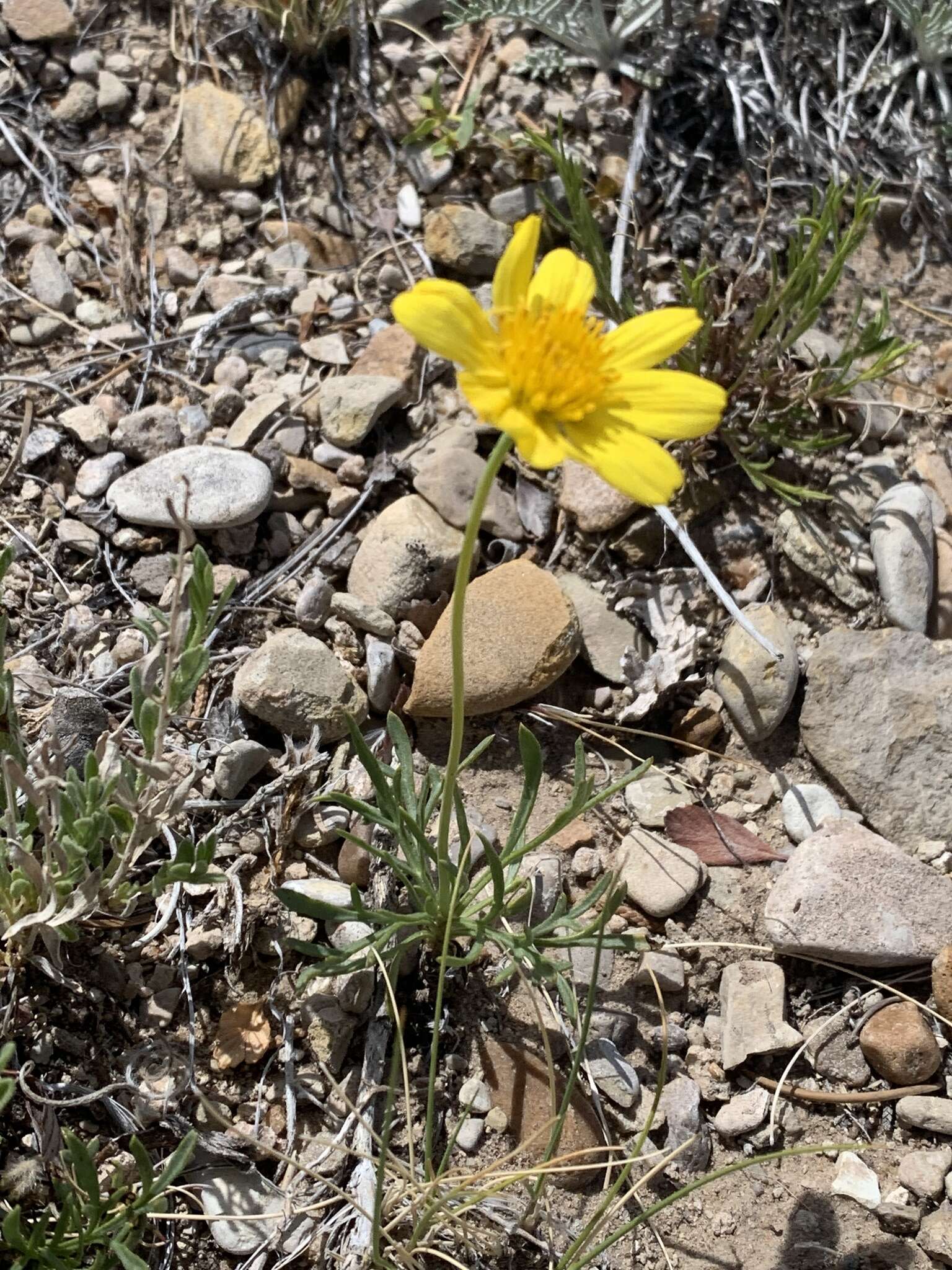 Image de Thelesperma subnudum A. Gray