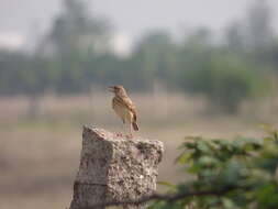 Image of Jerdon's Bush Lark