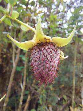 Image of Rubus roseus Poir.