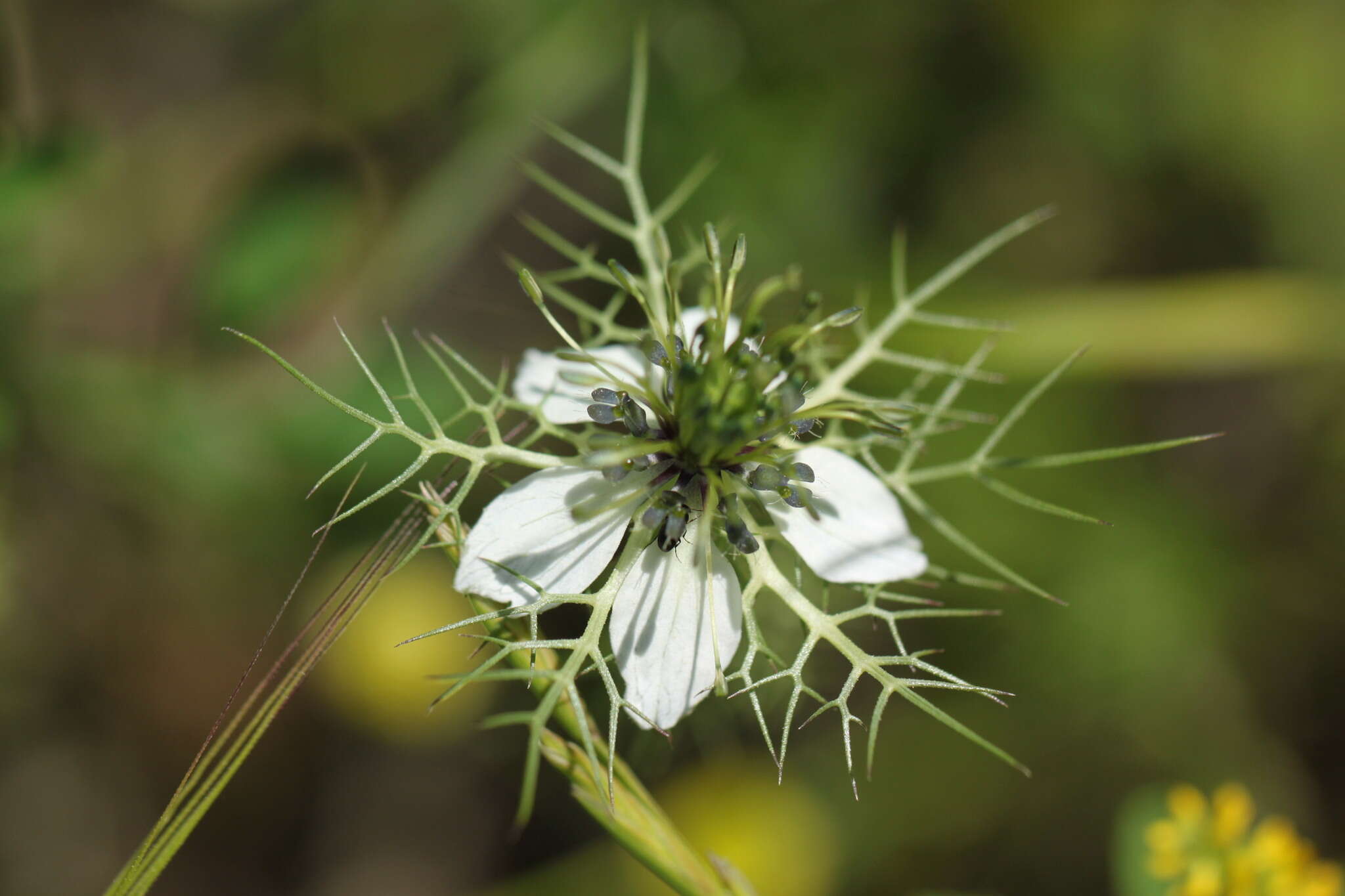 Image of Devil-in-a-bush