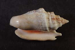 Image de Euprotomus Gill 1870