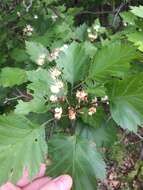 Image of Blanchard's hawthorn