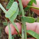 Image of Murrumbidgee Bossiaea