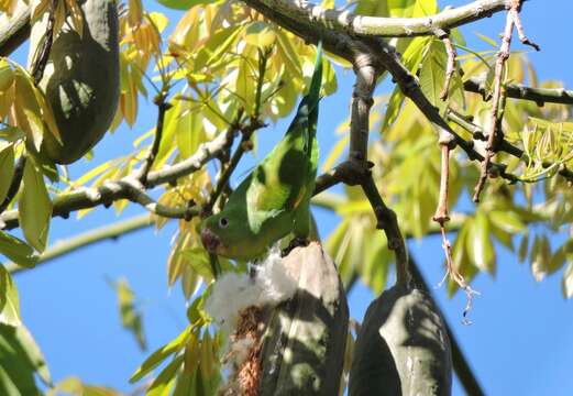 Image of Yellow-chevroned Parakeet