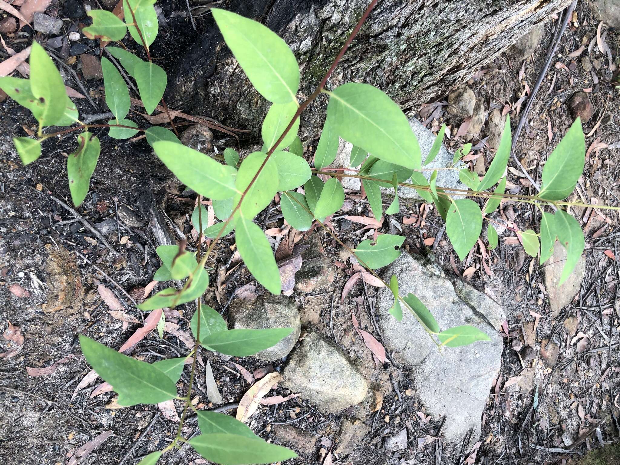 Sivun Eucalyptus piperita Sm. kuva