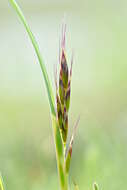 Imagem de Helictochloa pratensis (L.) Romero Zarco