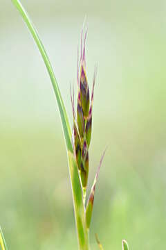 Helictochloa pratensis (L.) Romero Zarco resmi