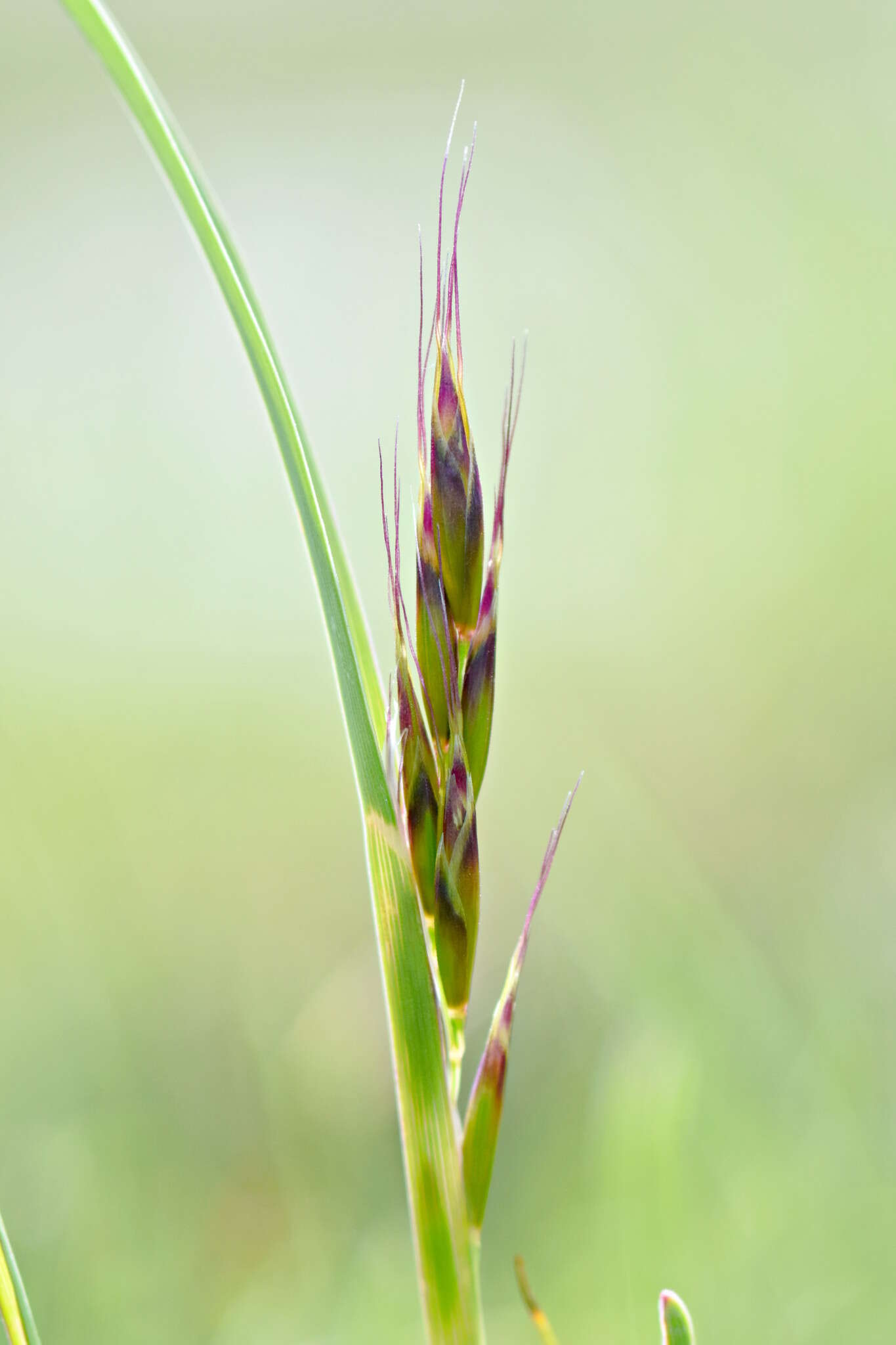 Imagem de Helictochloa pratensis (L.) Romero Zarco