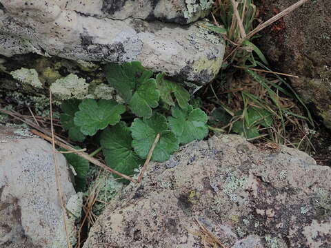 Image of Chatham Island geranium