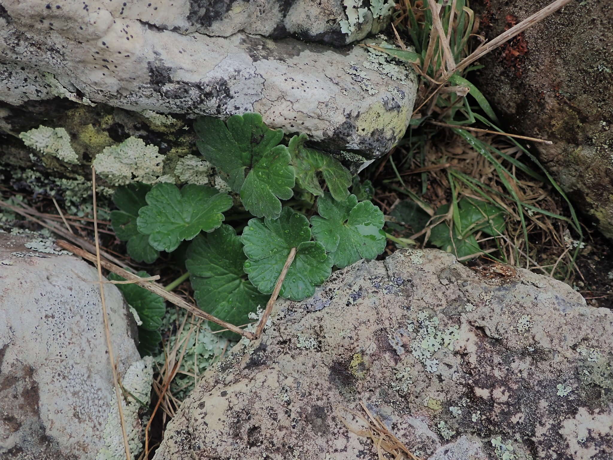 Sivun Geranium traversii Hook. fil. kuva