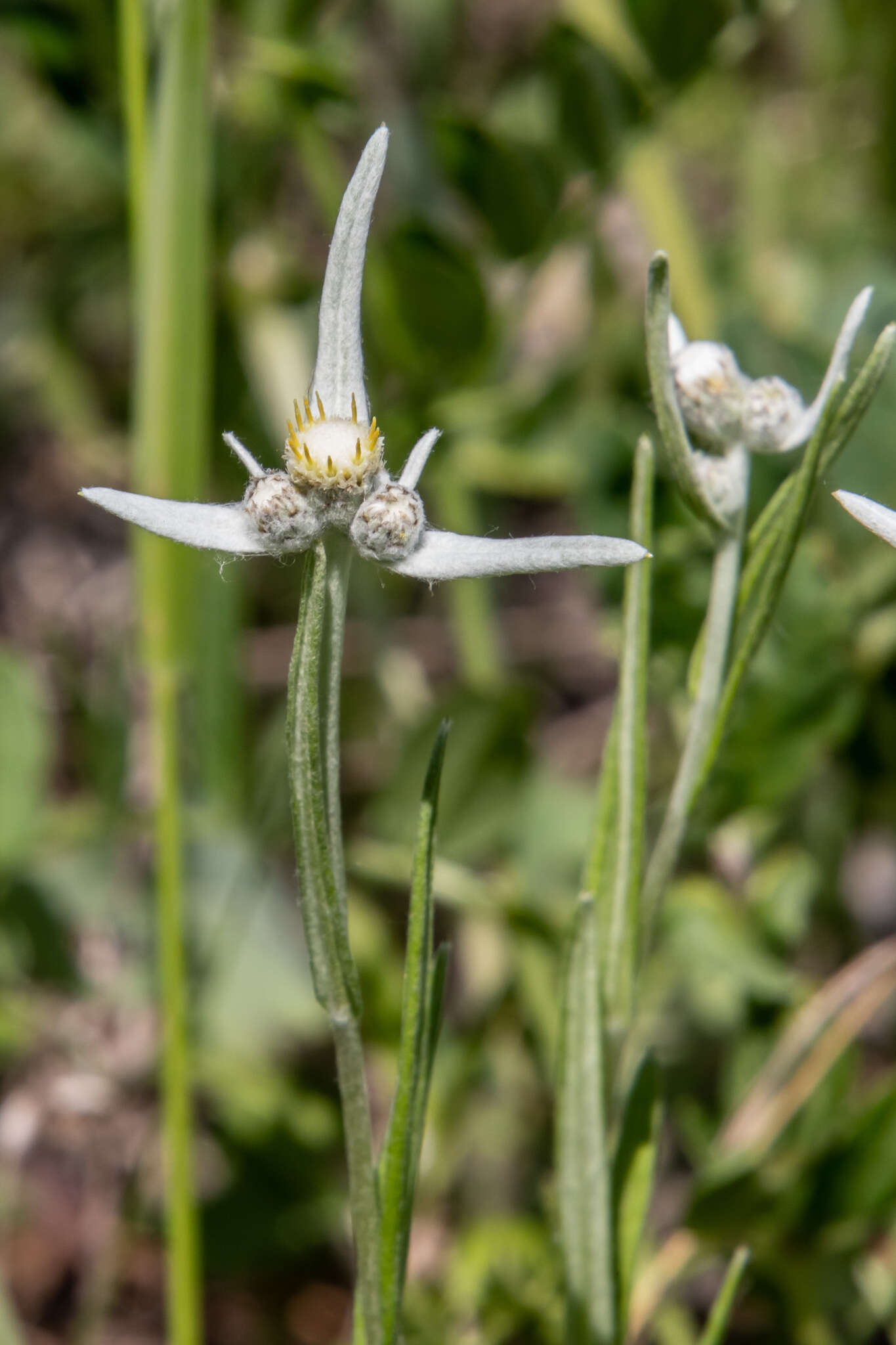 Leontopodium leontopodioides (Willd.) Beauv.的圖片