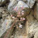 Sivun Saxifraga hirsuta subsp. paucicrenata (Gillot) D. A. Webb kuva