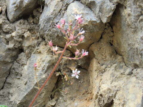 Image of Saxifraga hirsuta subsp. paucicrenata (Gillot) D. A. Webb