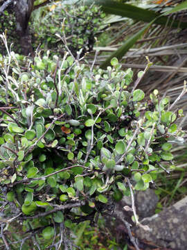 Image de Corokia