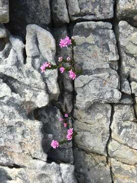 Image of Sonderothamnus petraeus (W. F. Barker) R. Dahlgr.