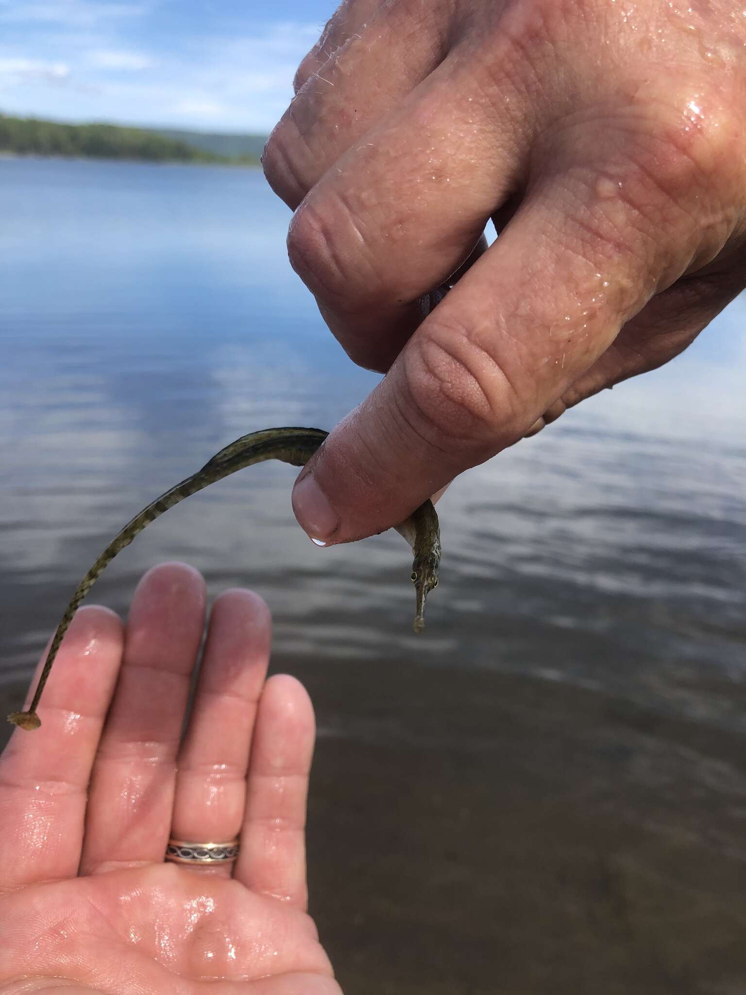 Image of Northern Pipefish