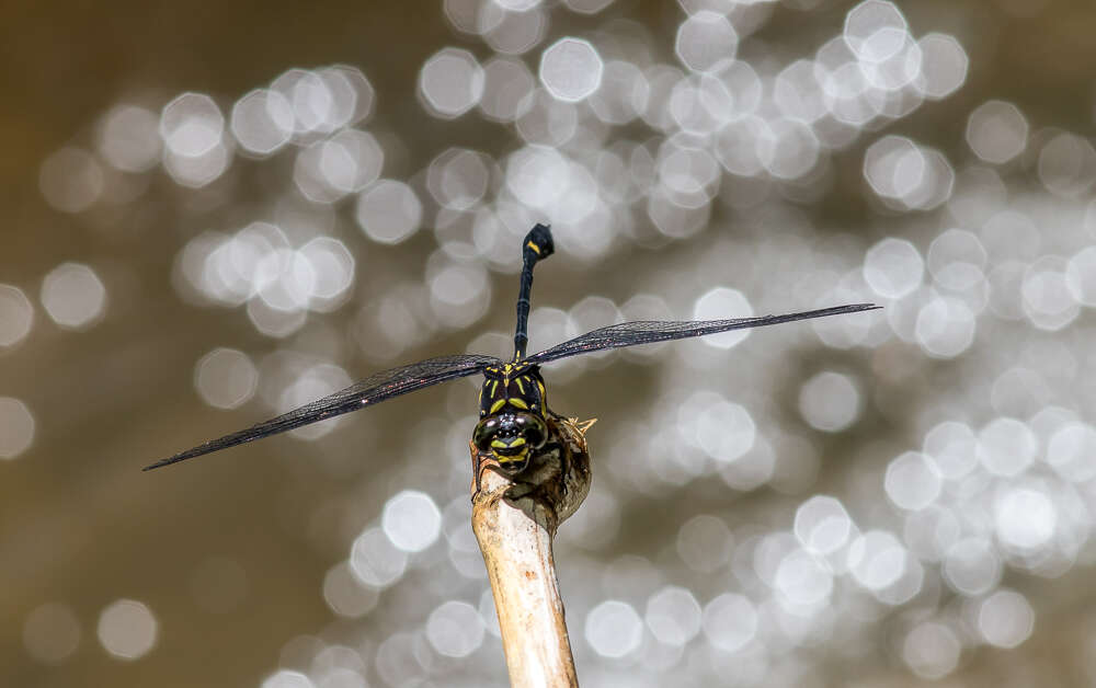 صورة Gomphidictinus perakensis (Laidlaw 1902)