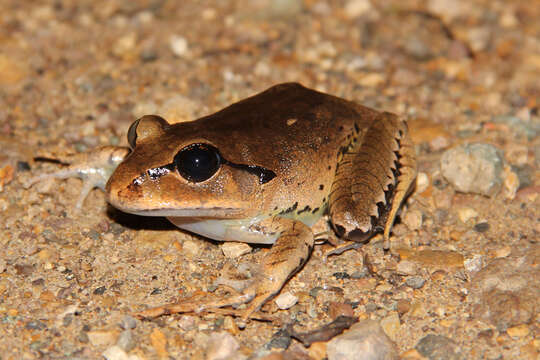 Image of Great Barred River-frog