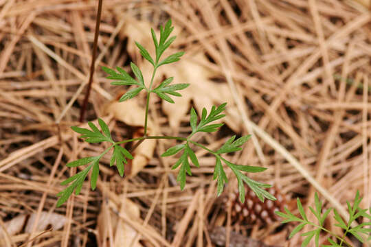 Слика од Cymopterus longiradiatus (Mathias, Constance & W. L. Theob.) B. L. Turner