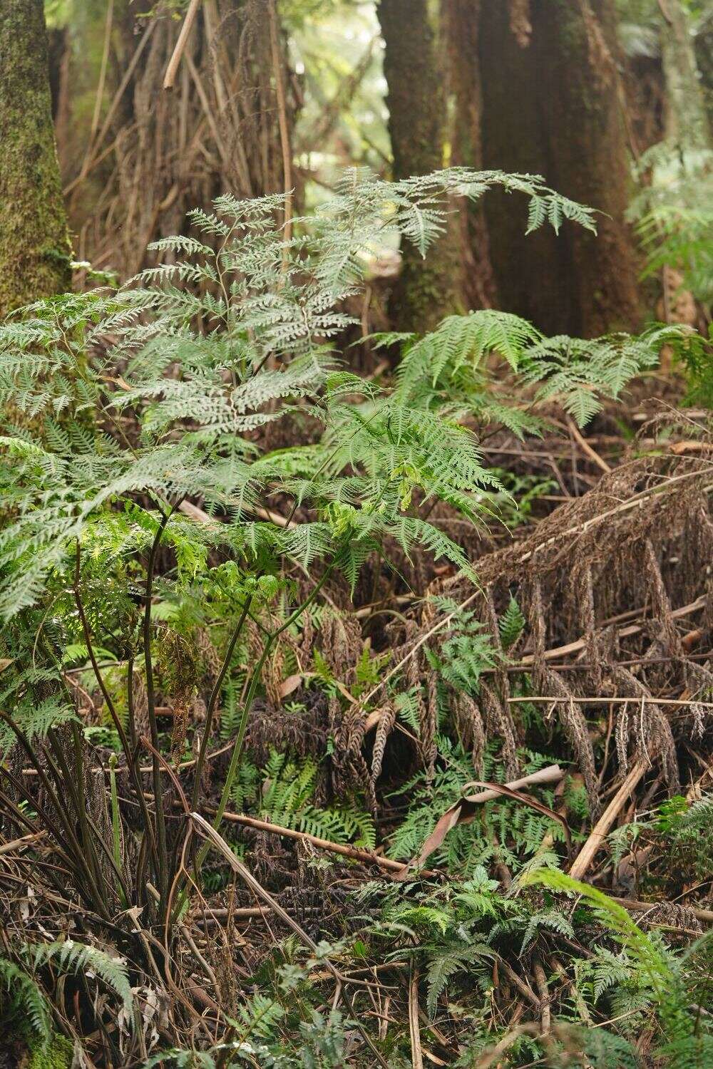 Sivun Pteris epaleata D. J. Ohlsen kuva