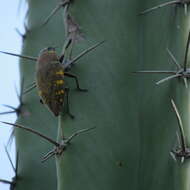 Image of Lampetis hirtomaculata (Herbst 1801)