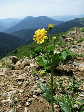 Plancia ëd Senecio kolenatianus C. A. Mey.