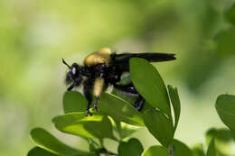 Image of Laphria macquarti (Banks 1917)