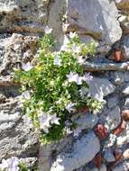 Image of Campanula isophylla Moretti