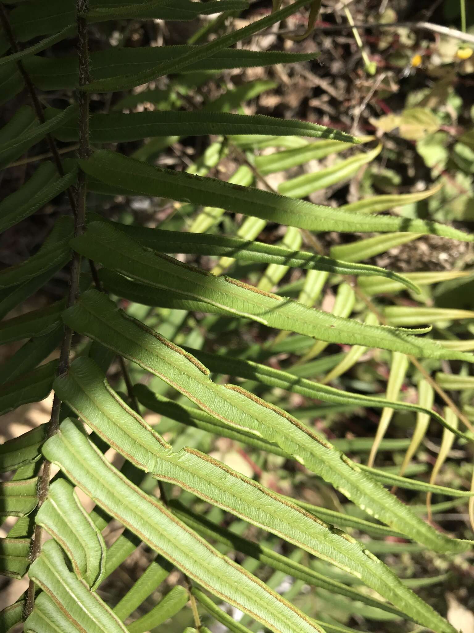 Imagem de Pteris vittata L.