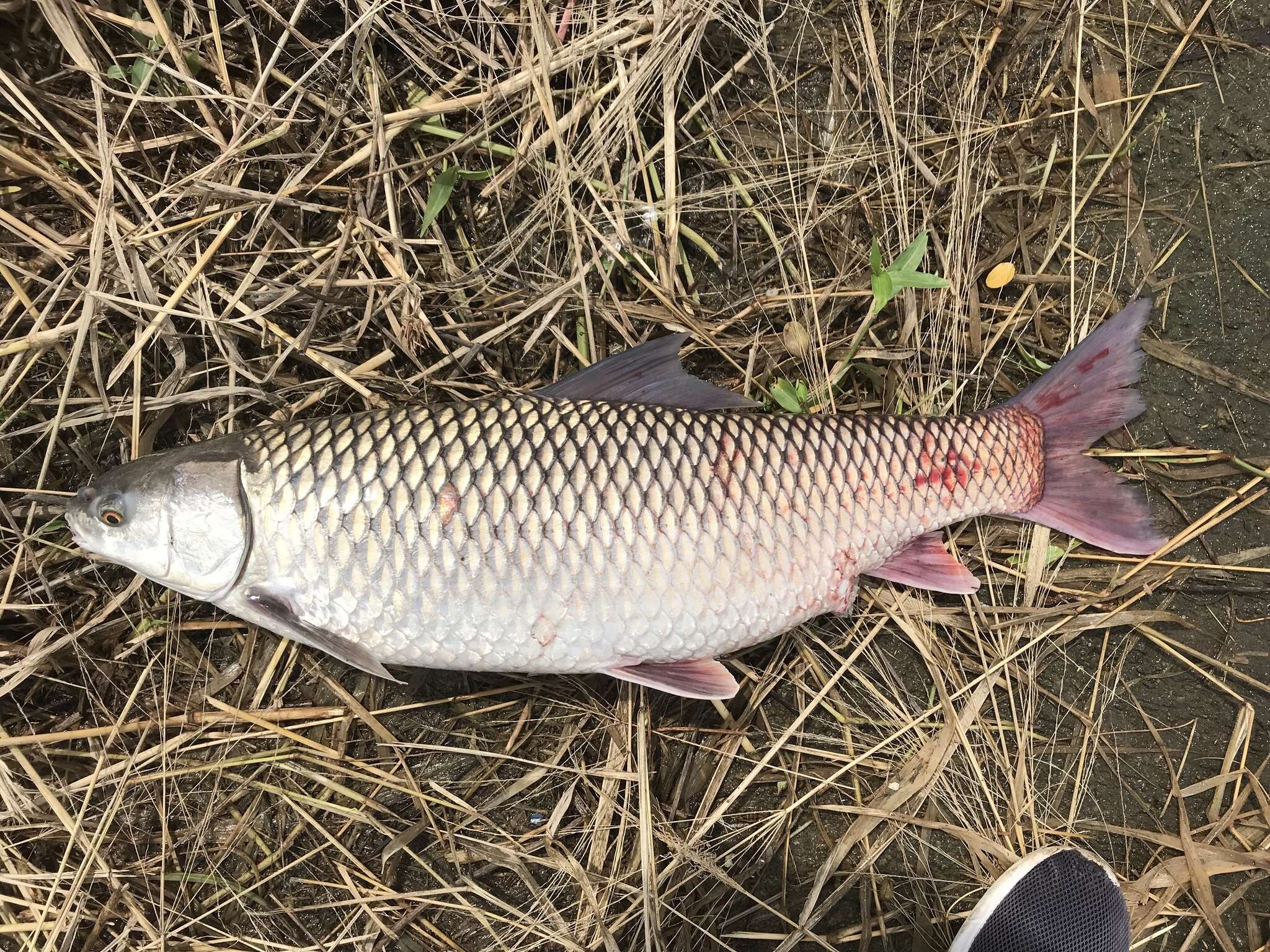 Sivun Cirrhinus mrigala (Hamilton 1822) kuva