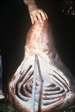 269.54413 cetorhinus maximus jaw jpg.580x360