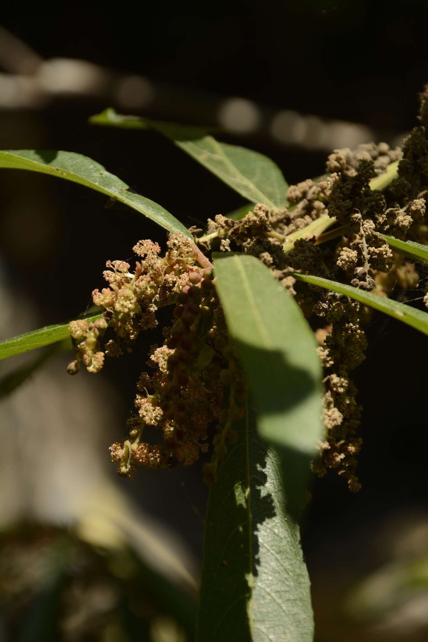 Image of Willow-Leaved Water Croton