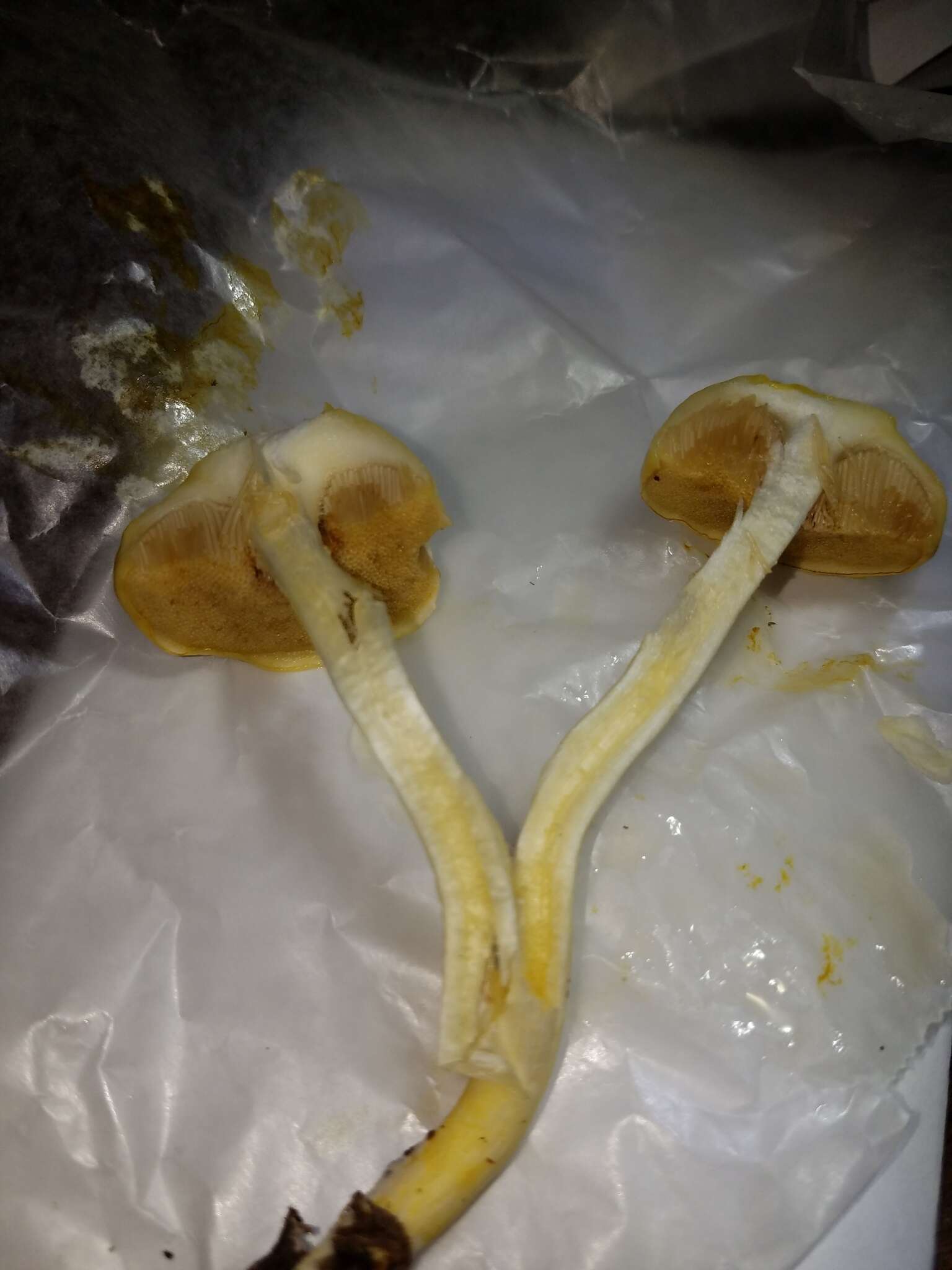 Pulveroboletus curtisii (Berk.) Singer 1947的图像