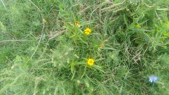 Image of beach creeping oxeye