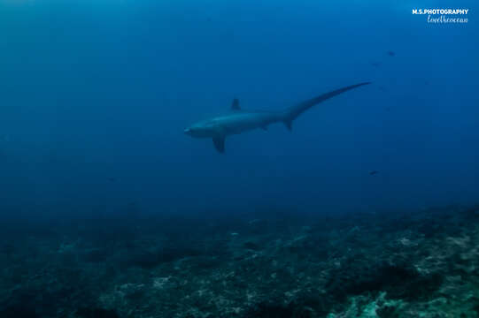 Image of thresher sharks