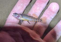 Image of Mud Darter