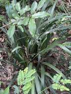 Image of Dietes iridioides subsp. iridioides