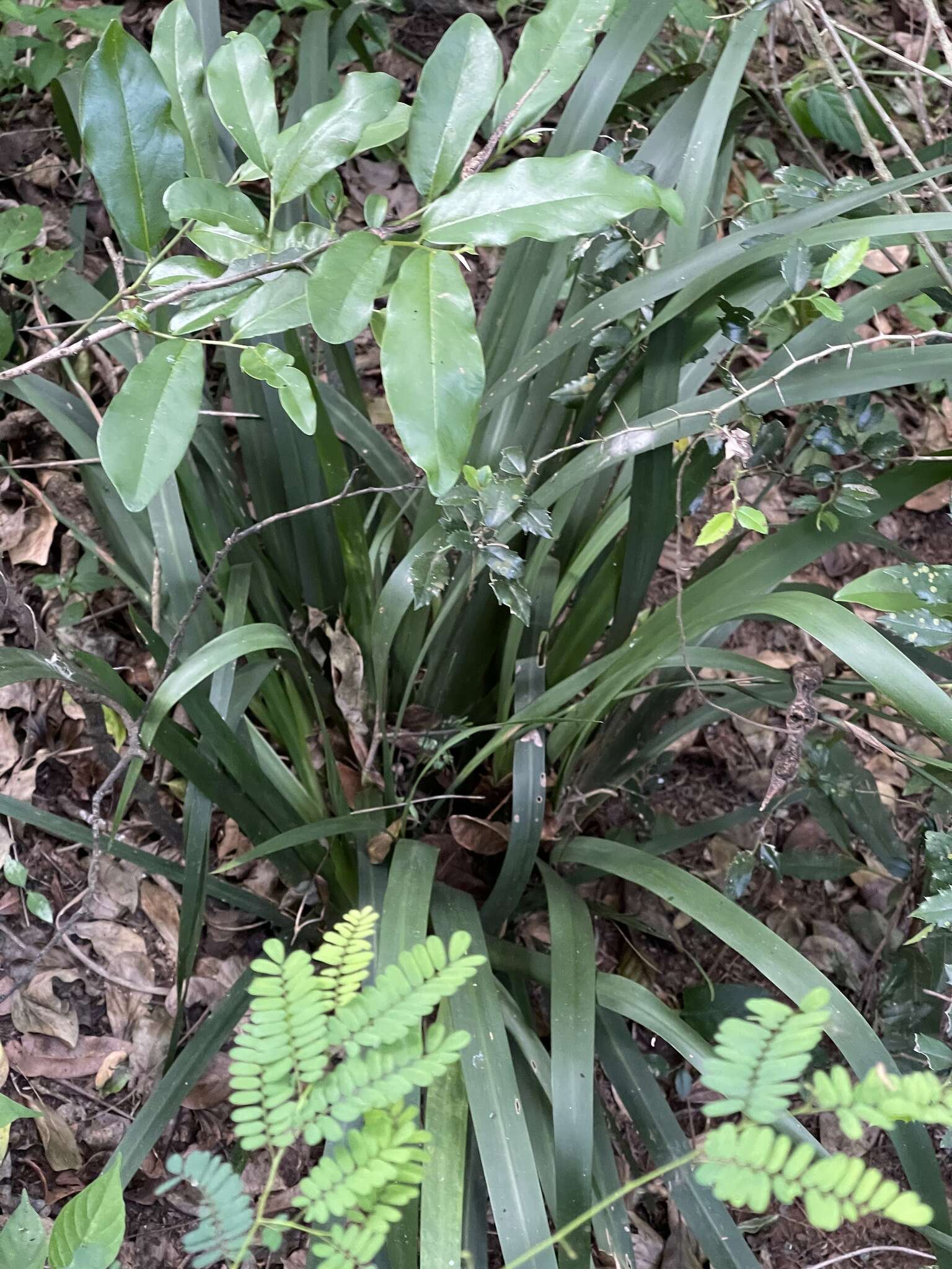 Image of Dietes iridioides subsp. iridioides