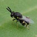 Image of Wasp