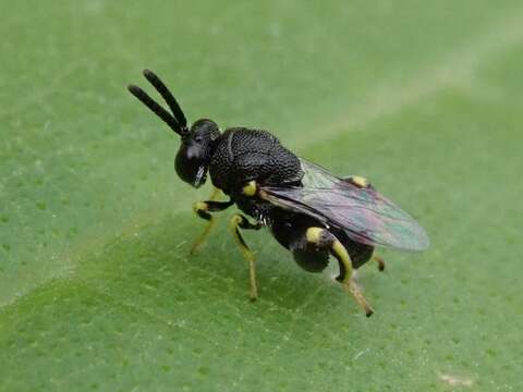 Слика од Brachymeria lasus (Walker 1841)