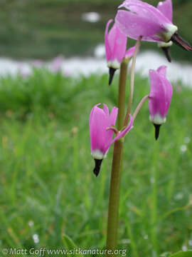 Sivun Dodecatheon jeffreyanum K. Koch kuva