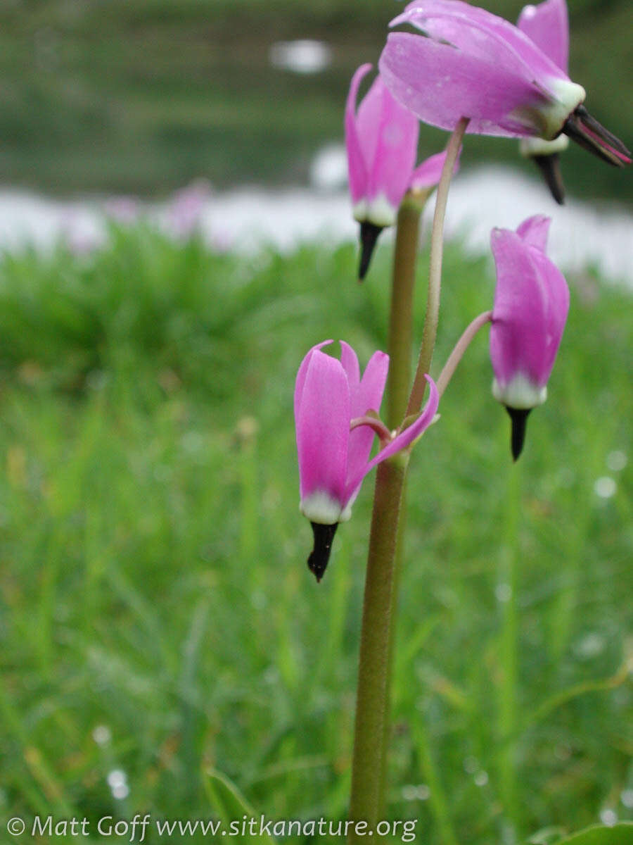 Plancia ëd Dodecatheon jeffreyanum subsp. jeffreyanum