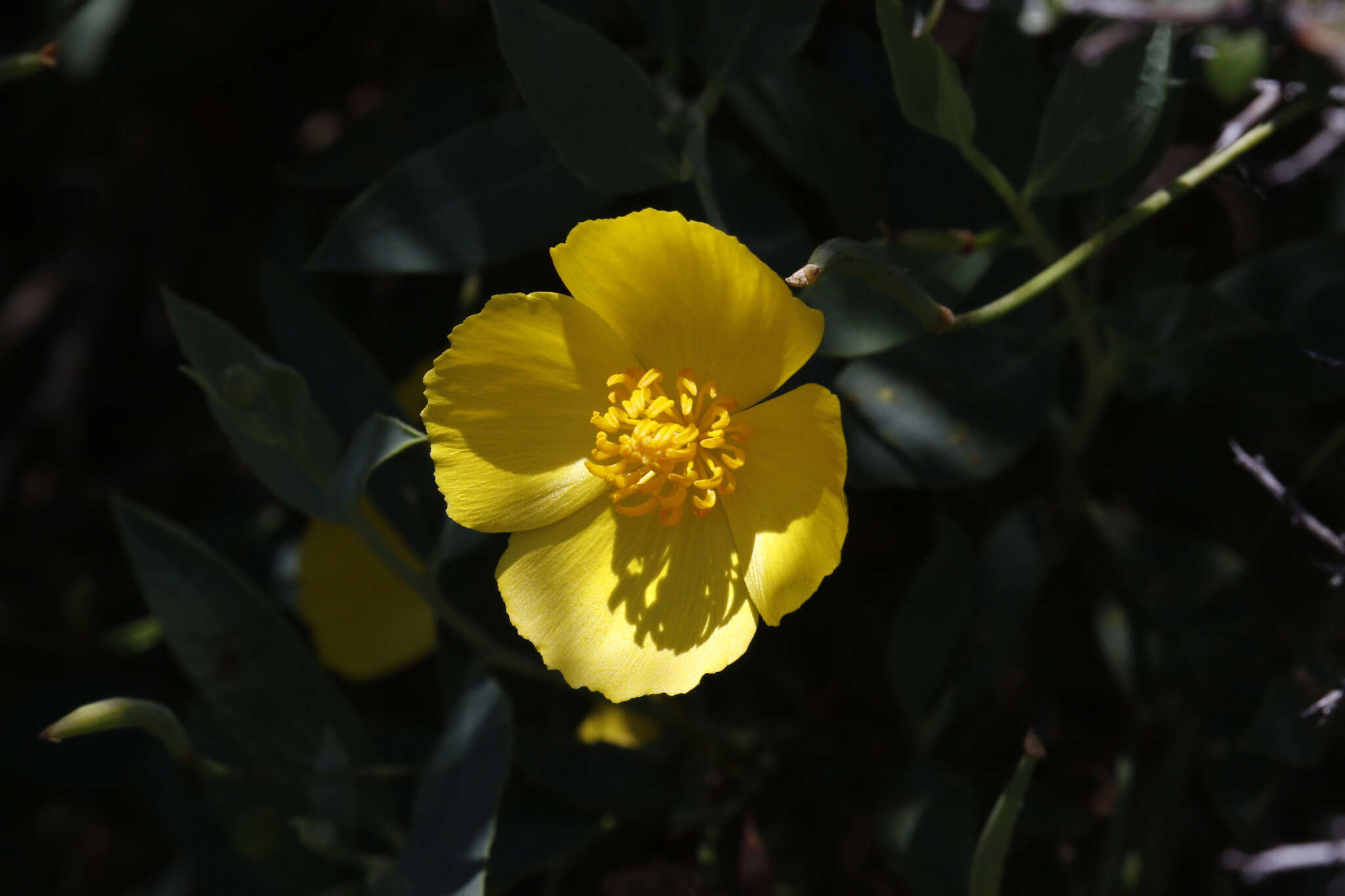 Image of tree poppy